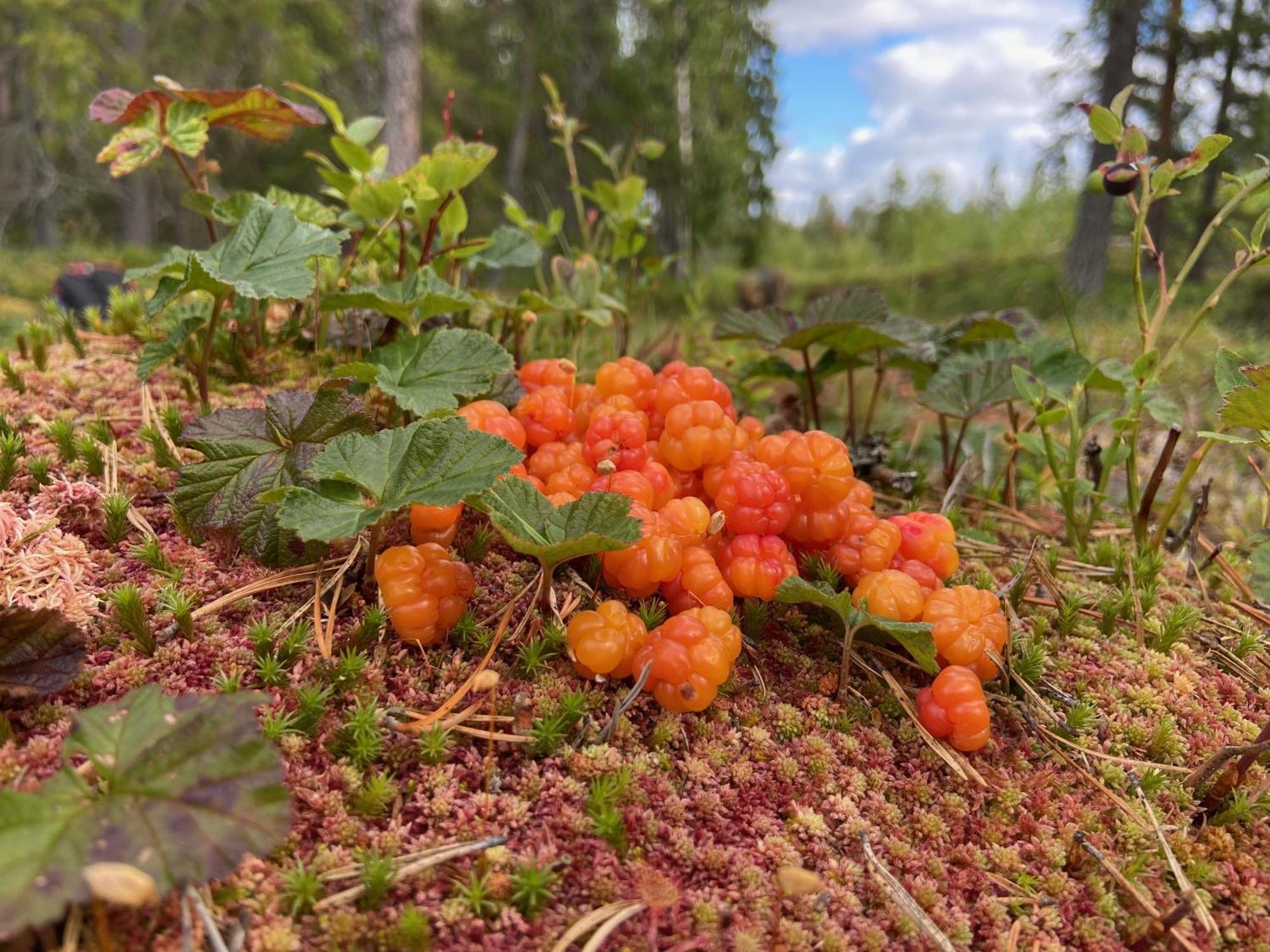 Vildmarksgard Lillviken Стрёмсунд Экстерьер фото